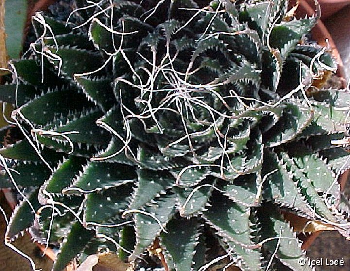 Aloe aristata ©JLcoll.246